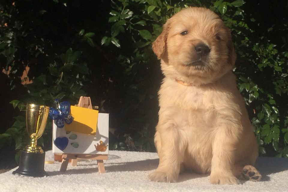 Golden Retriever Puppy